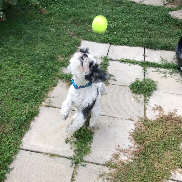 Meet your Posher, Catherine - Picture 1 of 1